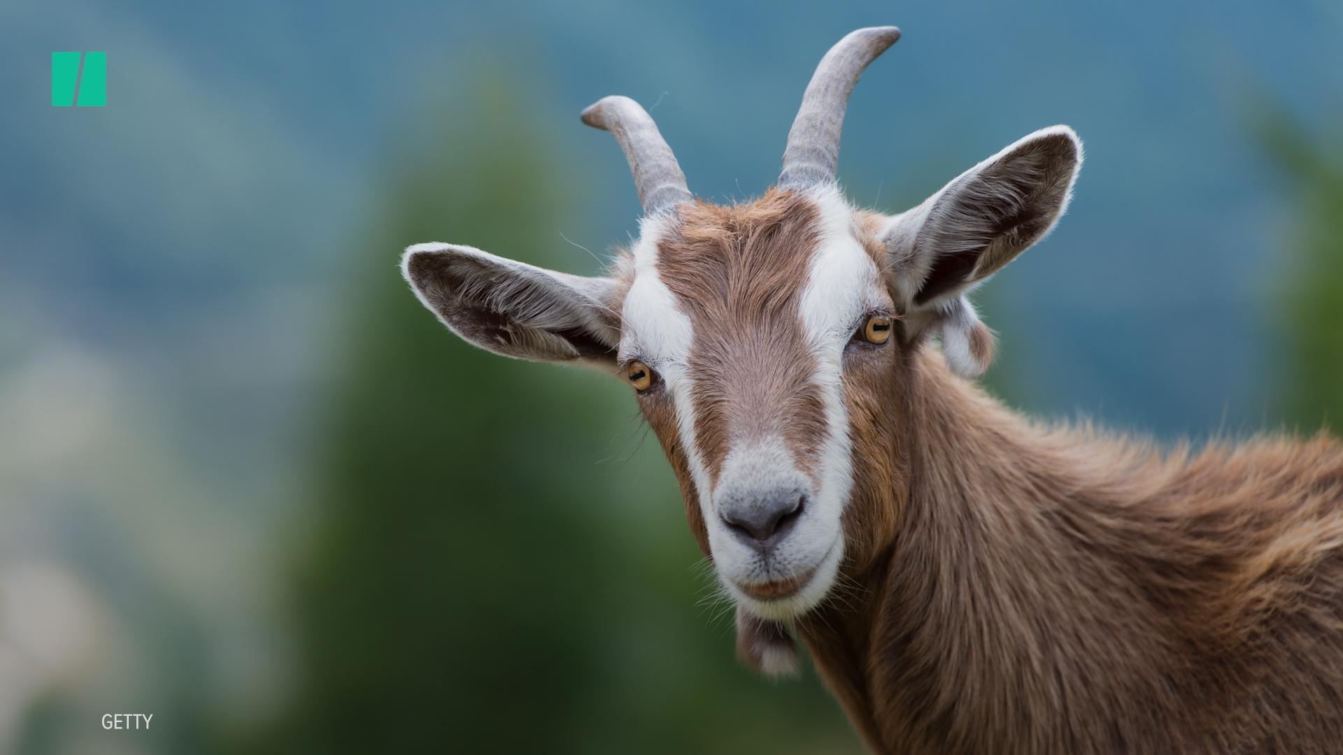 Goat Meat Could Save Our Food System, But We're Too Afraid To Eat