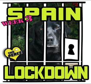 Our Dog Percy the Black Labrador - Week 3 Lockdown in Spa...