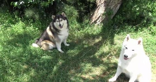 Malamute & Husky find ribs grow on trees