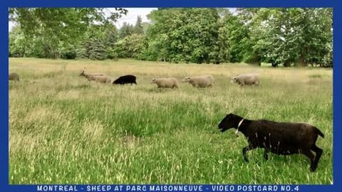Montreal - Sheep at parc Maisonneuve - Video Postcard N°...