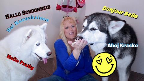 Malamute Meets New Dogs | Says Hello Beautiful In Multipl...