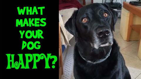 What Makes your Dog Happy? This is what makes Percy the L...