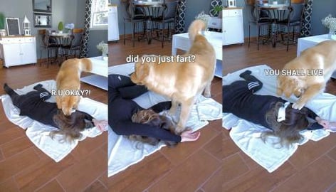 Faking My Death in Front of My Dog - Funny Dog Reacts