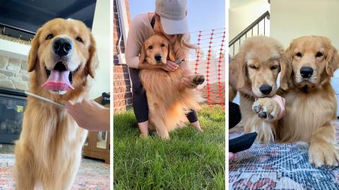 Time for a Pawdicure