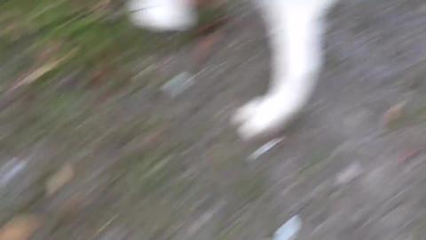 Exploring local parks with a Siberian Husky and Malamute