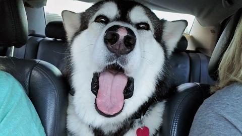 Mad Malamute Complaining On A Road Trip