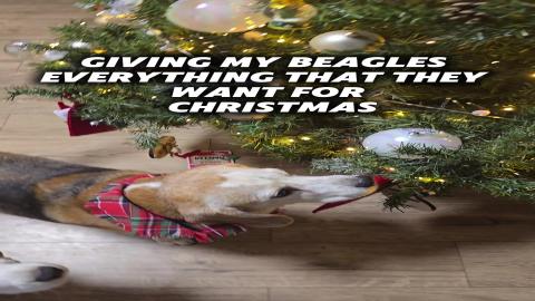 Giving my beagles everything that they want for Christmas...