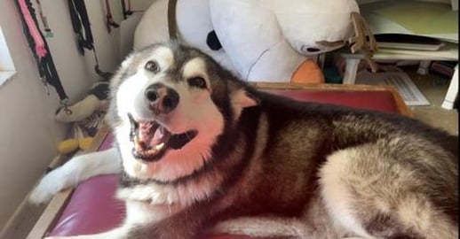 Malamute’s Waterbed Gets Popped and He Blames A Drunk S...