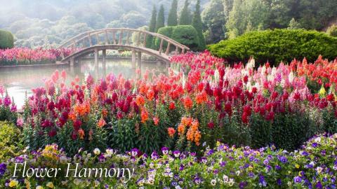 Flower Harmony 