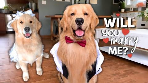 My Dog Gets Married!