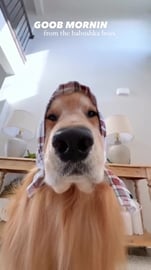 You Cannot Trick Our Noses!