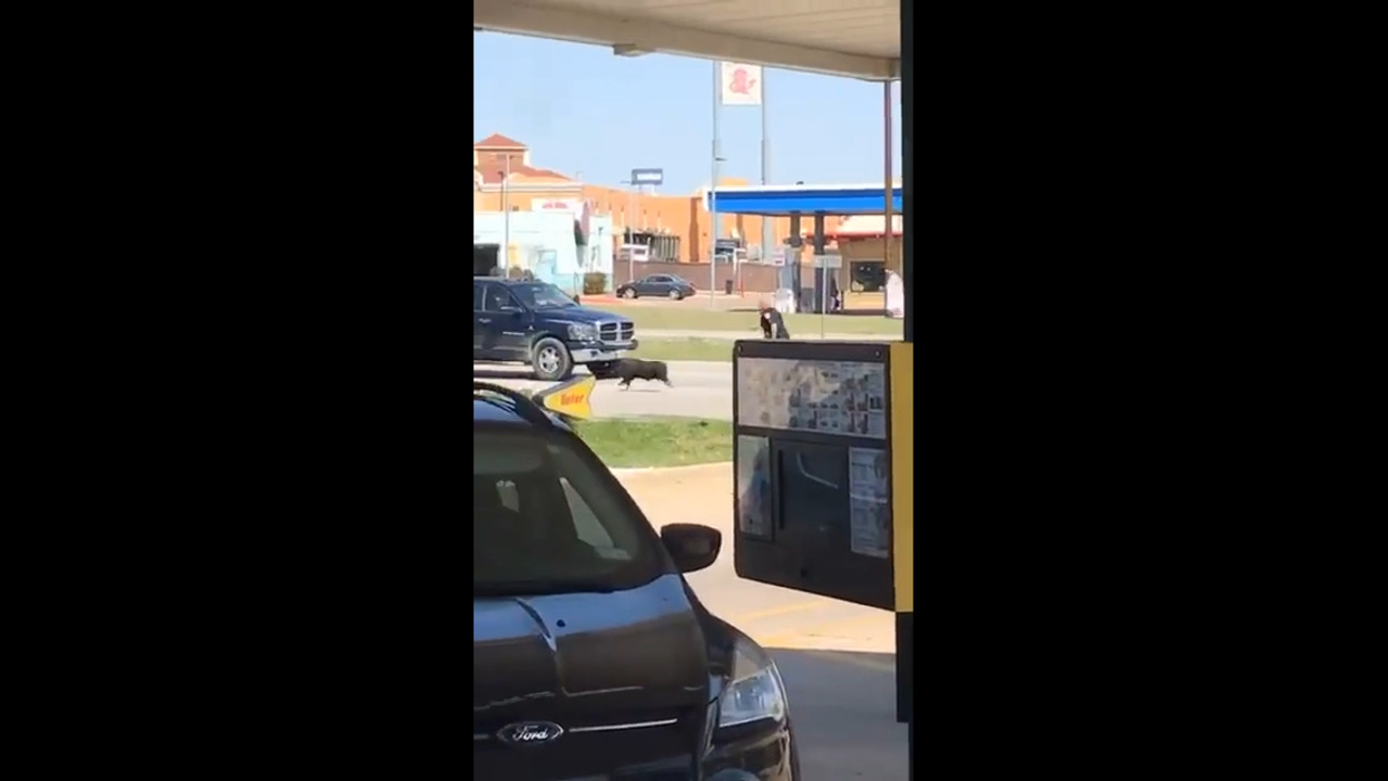 Alvarado, Texas cop catches pig in Sonic parking lot | Fort Worth Star ...