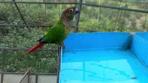 Parrot Drinking Water - Sidkeong Tulku Bird Park | Sikkim...