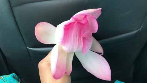 Natural Lotus pond in India !! captured by BB chef !!