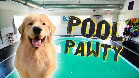 Throwing My Dog a Pool Party