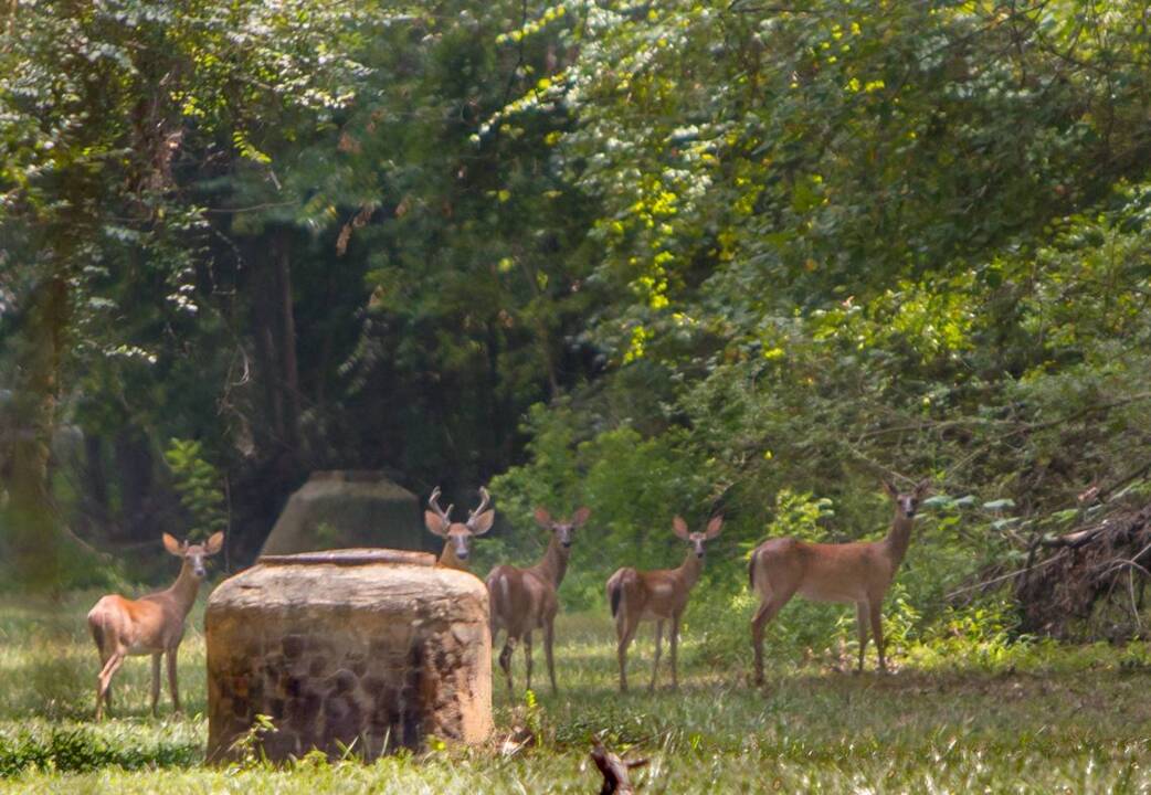 the-rut-and-the-best-time-to-hunt-deer-in-south-carolina-the-state