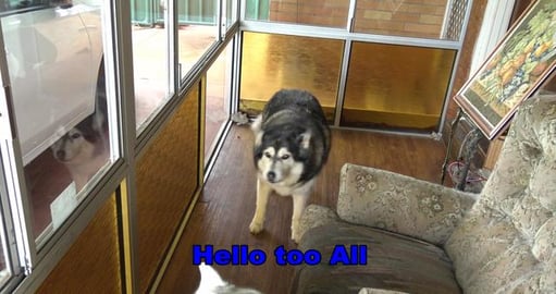 Husky's get presents from Auntie Lorna