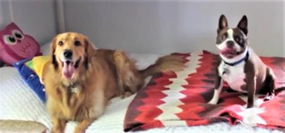 Funny Golden Retriever Dog Bo Plays With Boston Terrier B...