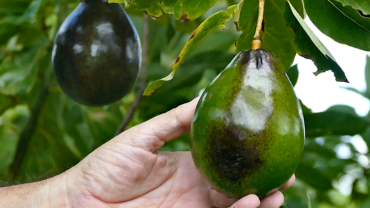 A day at MiamiDade's Redland Fruit and Spice Park Miami Herald