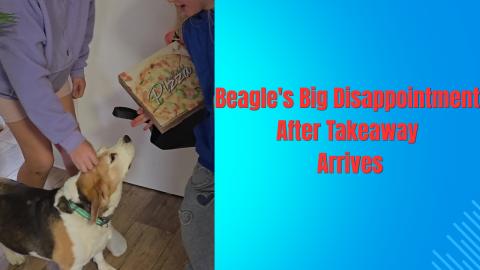 Beagle's Big Disappointment After Takeaway Arrives