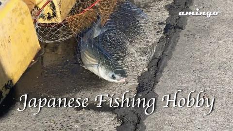 Japanese harbour fishing !!!  Fishing crazy !!! Japanese ...