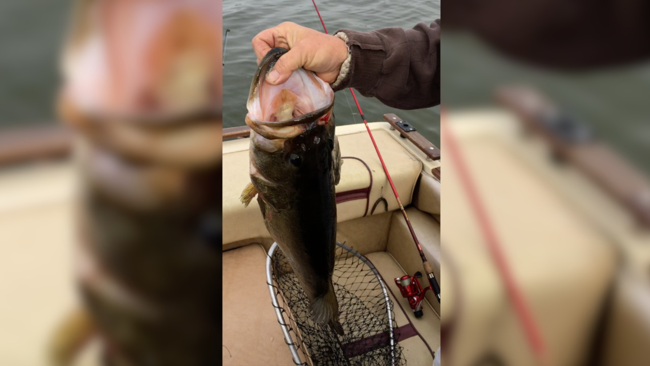Fishing report for week of March 13-19: Good bass bite up and down Central  California