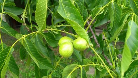 walnut 2 HD