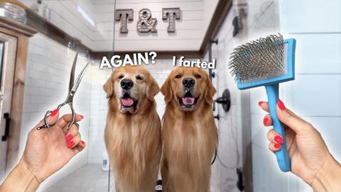 How I Groom Two Golden Retrievers ASMR