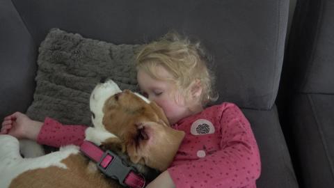 This is Why Beagle Dogs are the Best Hug Bugs