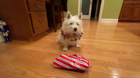 Millie Opens Her Birthday Present