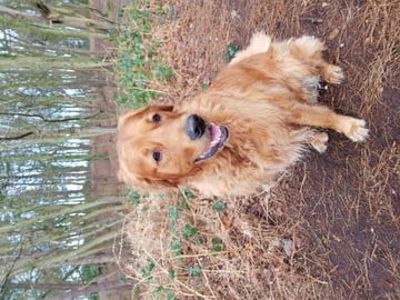 MY DOG GOES NUTS IN THE WOODS! Funny