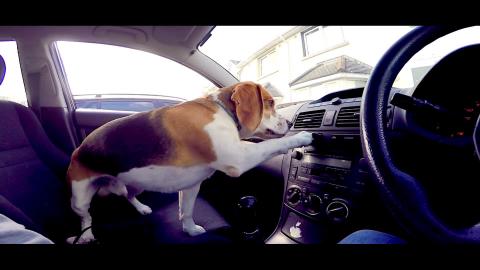 Funny Dog Enjoying a Car Ride