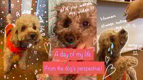 Meet ROCK the CUTEST little doggie!