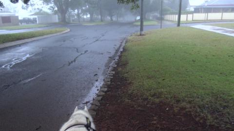 Bare backed Husky on a foggy day
