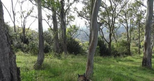 Wild turkey for breakfast, I don't think so