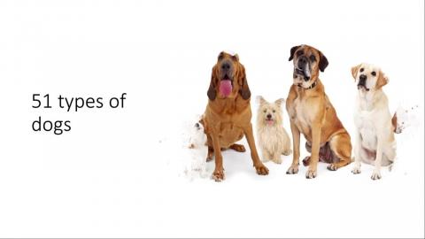 51 type of dogs