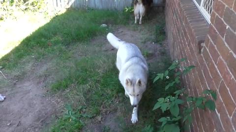 Small excavation, lawn mowing and play