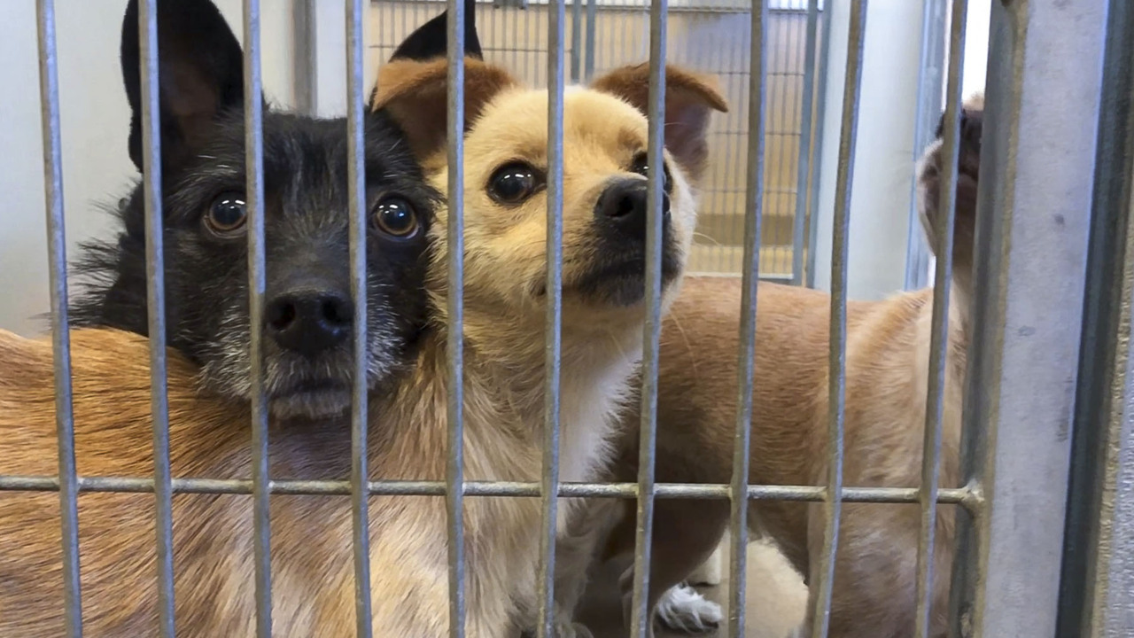 Sacramento area's already-crowded animal shelters overflowing with ...