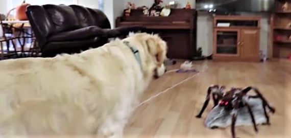 Funny Dogs Reaction To Giant Jumping Spider!