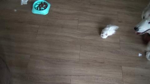 Malamute & Husky tolerate a Guinea Pig running around
