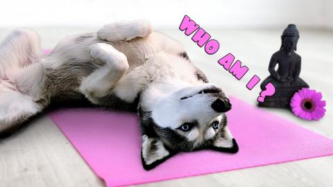 Husky Annoyed While Trying To Meditate: Human Disturbance...