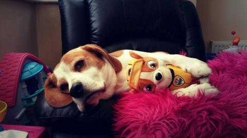 Awesome dog doing housework