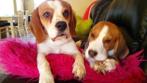 Funny Dogs Trying to Trade Stuff for a Pizza 