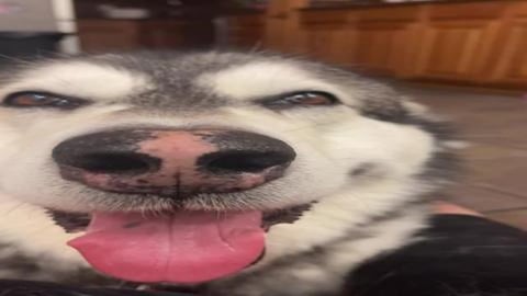 Your Dogs Biggest Fears!