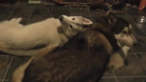 Boy Siberian Husky howling