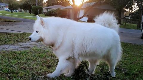 Beautiful Husky Takes On A Monster & A  Malamute!