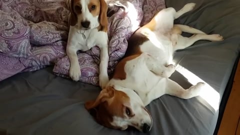 Puppy Loves to Wake her Brother With Kisses 