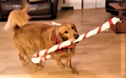 Funny Dogs Get Huge Candy Cane for Christmas!