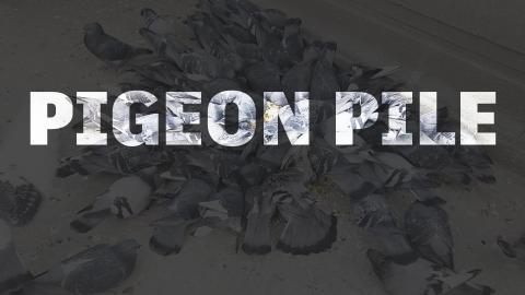 Just a Pigeon Pile