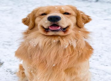 My Dog Does Weird Things